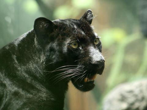 Черная пантера Black Panther